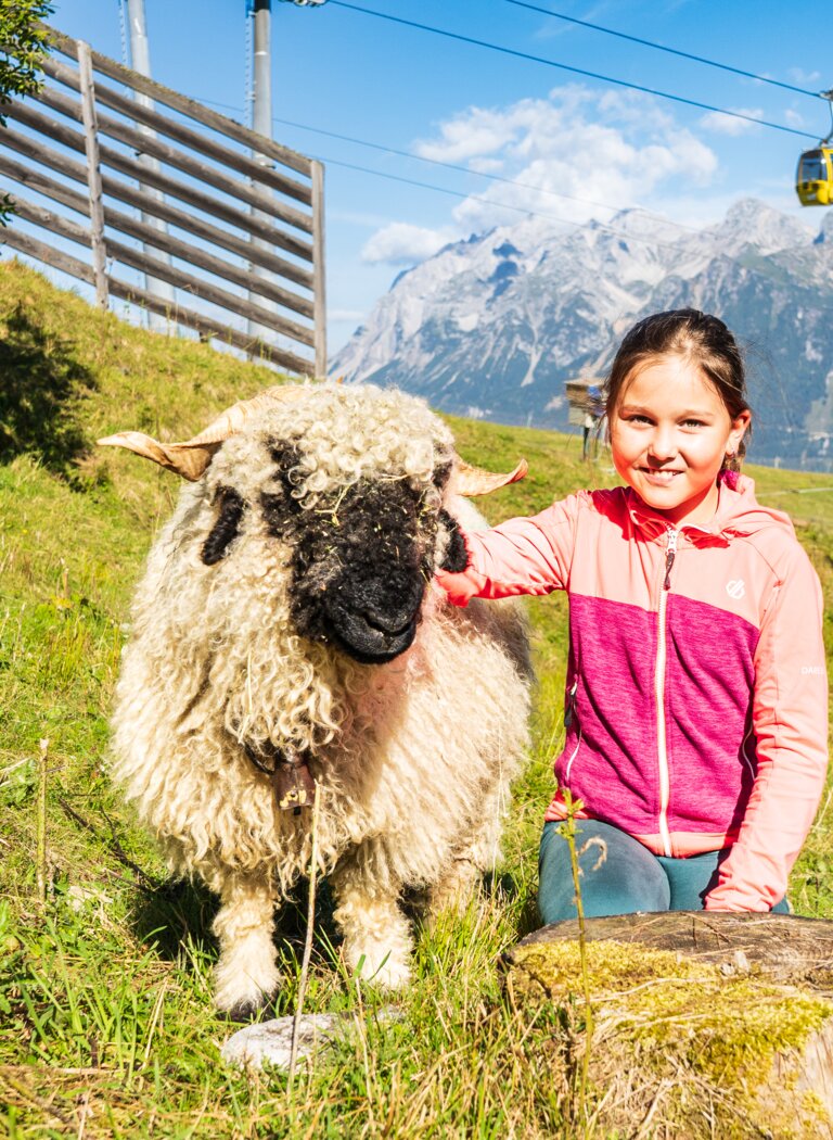 Mädchen sitzt auf grüner Almwiese und streichelt ein wolliges Schaf, Berge und Seilbahn im Hintergrund | ©  Hauser Kaibling Seilbahn- und Liftges.m.b.H. & Co KG
